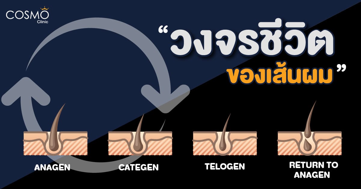 Solve questions, know and end the problem on the spot with hair regrowth cycle Know the hair regrowth cycle.