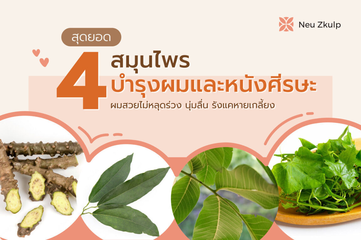 4 สุดยอดสมุนไพรบำรุงผมและหนังศีรษะ ยิ่งใช้ ยิ่งหนุ่ม