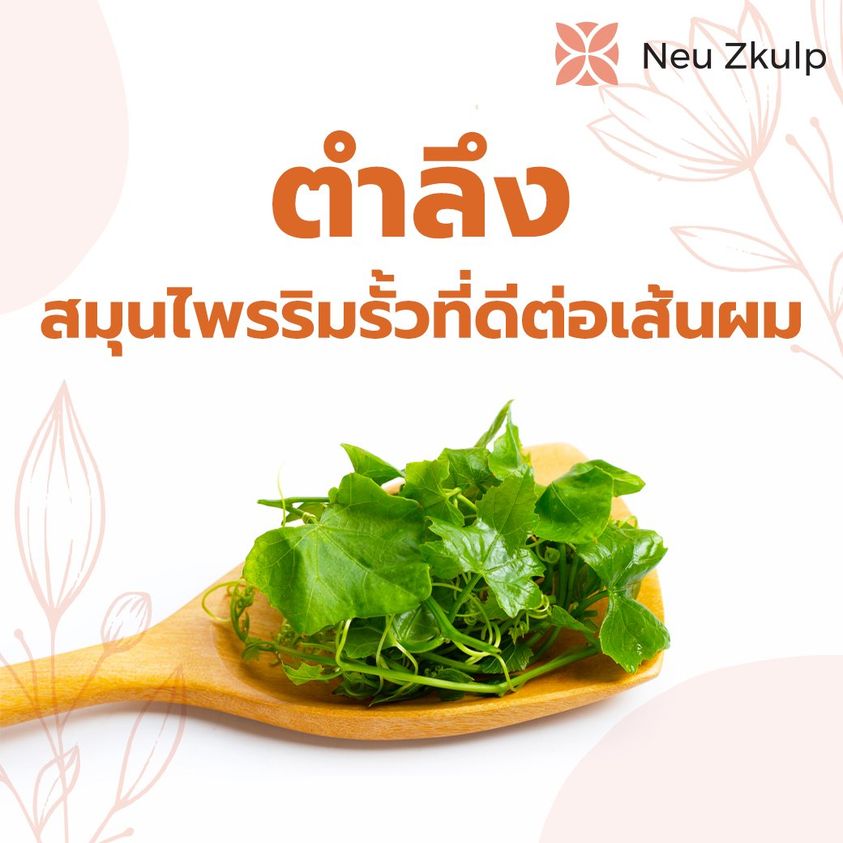 ตำลึงสมุนไพรฤทธิ์เย็น ลดความร้อนบนหนังศีรษะ เพื่อผมงอกใหม่